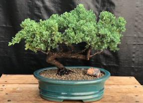 Juniper Bonsai Tree - Trained <br><i>(juniper procumbens nana)</i>