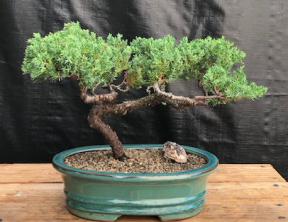 Juniper Bonsai Tree - Trained <br><i>(juniper procumbens nana)</i>