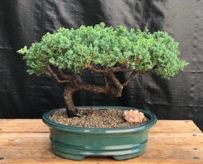 Juniper Bonsai Tree - Trained <br><i>(juniper procumbens nana)</i>