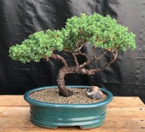 Juniper Bonsai Tree - Trained <br><i>(juniper procumbens nana)</i>