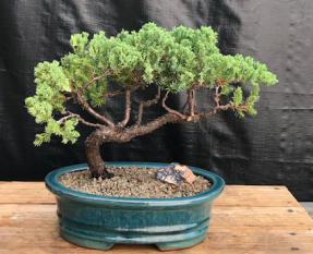 Juniper Bonsai Tree - Trained <br><i>(juniper procumbens nana)</i>