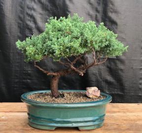 Juniper Bonsai Tree - Trained <br><i>(juniper procumbens nana)</i>