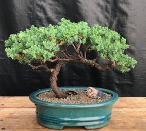 Juniper Bonsai Tree - Trained <br><i>(juniper procumbens nana)</i>