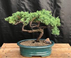 Juniper Bonsai Tree - Trained <br><i>(juniper procumbens nana)</i>