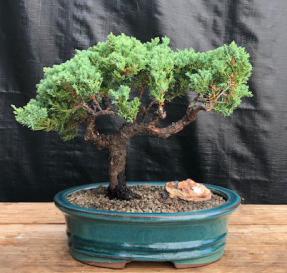 Juniper Bonsai Tree - Trained <br><i>(juniper procumbens nana)</i>