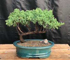 Juniper Bonsai Tree - Trained <br><i>(juniper procumbens nana)</i>