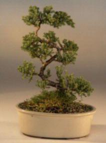 Juniper 