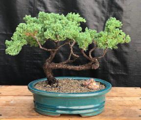 Juniper Bonsai Tree - Trained <br><i>(juniper procumbens nana)</i>