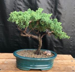 Juniper Bonsai Tree - Trained <br><i>(juniper procumbens nana)</i>