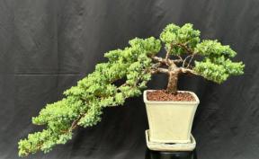 Juniper Bonsai Tree - Cascade Style <br><i>(juniper procumbens nana)</i>