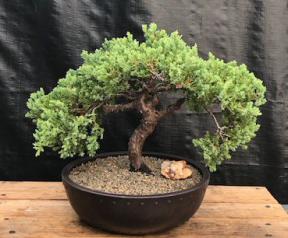 Juniper Bonsai Tree - Trained <br><i>(juniper procumbens nana)</i>