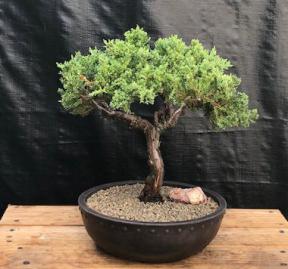 Juniper Bonsai Tree - Trained <br><i>(juniper procumbens nana)</i>