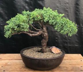 Juniper Bonsai Tree - Trained <br><i>(juniper procumbens nana)</i>