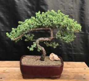 Juniper Bonsai Tree - Trained <br><i>(juniper procumbens nana)</i>