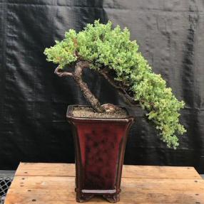 Juniper Bonsai Tree - Cascade Style <br><i>(juniper procumbens nana)</i>