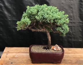 Juniper Bonsai Tree - Trained <br><i>(juniper procumbens nana)</i>