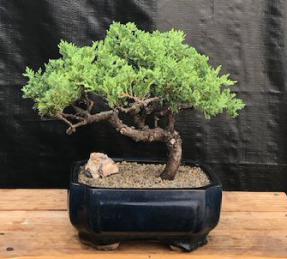 Juniper Bonsai Tree - Trained <br><i>(juniper procumbens nana)</i>