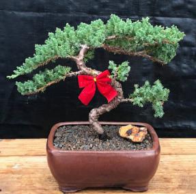 Juniper Bonsai Tree - Trained <br><i>(juniper procumbens nana)</i>