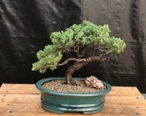 Juniper Bonsai Tree - Trained <br><i>(juniper procumbens nana)</i>