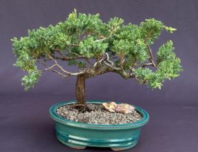 Juniper Bonsai Tree - Trained <br><i>(juniper procumbens nana)</i>