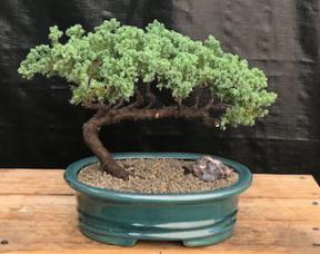 Juniper Bonsai Tree - Trained <br><i>(juniper procumbens nana)</i>