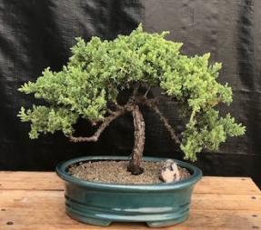 Juniper Bonsai Tree - Trained <br><i>(juniper procumbens nana)</i>