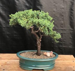 Juniper Bonsai Tree - Trained <br><i>(juniper procumbens nana)</i>