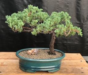 Juniper Bonsai Tree - Trained <br><i>(juniper procumbens nana)</i>