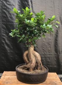 Ginseng Ficus Bonsai Tree<br><i>(ficus retusa)</i>