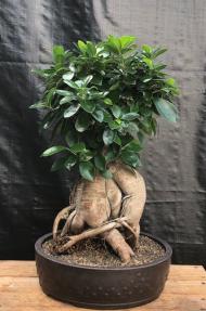 Ginseng Ficus Bonsai Tree<br><i>(ficus retusa)</i>