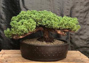 Juniper Bonsai Tree - Trained <br><i>(juniper procumbens nana)</i>