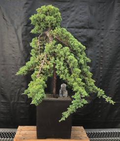 Juniper Bonsai Tree - Trained <br><i>(juniper procumbens nana)</i>