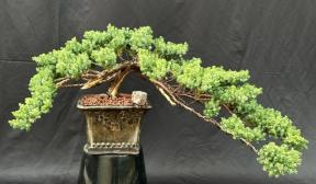 Juniper Bonsai Tree - Trained with Jin & Shari Style<br><i>(juniper procumbens nana)</i>