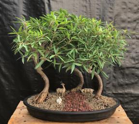 Willow Leaf Ficus Bonsai Tree - Curved Trunk Style<br>3 Tree Forest Group<br>(ficus nerifolia/salicafolia)