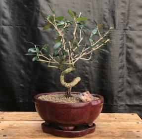 Flowering & Fruiting European Olive Bonsai Tree<br><i>Coiled Trunk Style<br>(olea europaea 