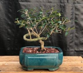 Flowering & Fruiting European Olive Bonsai Tree<br><i>Coiled Trunk Style<br>(olea europaea 