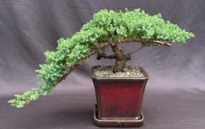 Juniper Bonsai Tree - Trained <br><i>(juniper procumbens nana)</i>