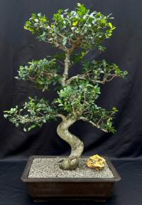 Chinese Elm Bonsai Tree <br>Curved Trunk & Tiered Branching Style<br><i>(ulmus parvifolia)</i>