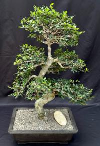 Chinese Elm Bonsai Tree <br>Curved Trunk & Tiered Branching Style<br><i>(ulmus parvifolia)</i>