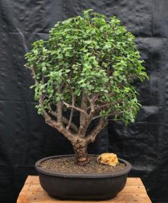 Baby Jade Bonsai Tree<br><i>(Portulacaria Afra)</i>