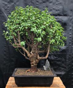 Baby Jade Bonsai Tree<br><i>(Portulacaria Afra)</i>