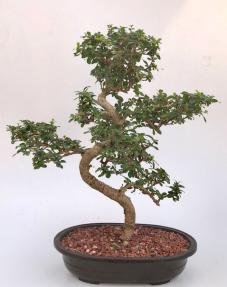 Flowering Fukien Tea Bonsai Tree<br>Curved Trunk & Tiered Branching<br><i>(ehretia microphylla)</i>