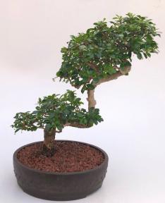 Flowering Fukien Tea Bonsai Tree<br>Semi Cascade Style<br>(ehretia microphylla)</i>