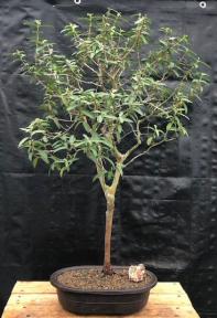 Flowering Dwarf Guava Bonsai Tree<br>(Psidium guajava ‘nana’)