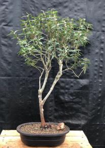 Flowering & Fruiting Dwarf Guava Bonsai Tree<br>(Psidium guajava nana)