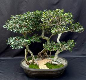 Chinese Elm Bonsai Tree <br>Curved trunk & Exposed Roots <br>Three (3) Tree Forest Group <br><i>(ulmus parvifolia)</i>