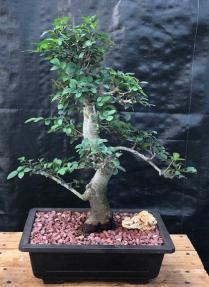 Chinese Elm Bonsai Tree <br>Curved Trunk & Tiered Branching Style<br><i>(ulmus parvifolia)</i>