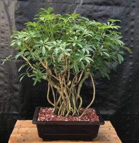 Hawaiian Umbrella Bonsai Tree<br>Banyan Style<br>(arboricola schfflera)