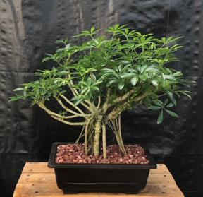 Hawaiian Umbrella Bonsai Tree<br>Banyan Style - Variegated <br>(arboricola schfflera)