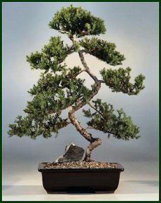 Juniper Karate Kid Bonsai Tree<br><i>(juniper procumbens nana)</i>